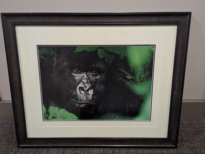 Thomas Mangelsen "Gentle Giant - The Silverback" Limited Edition Framed Print