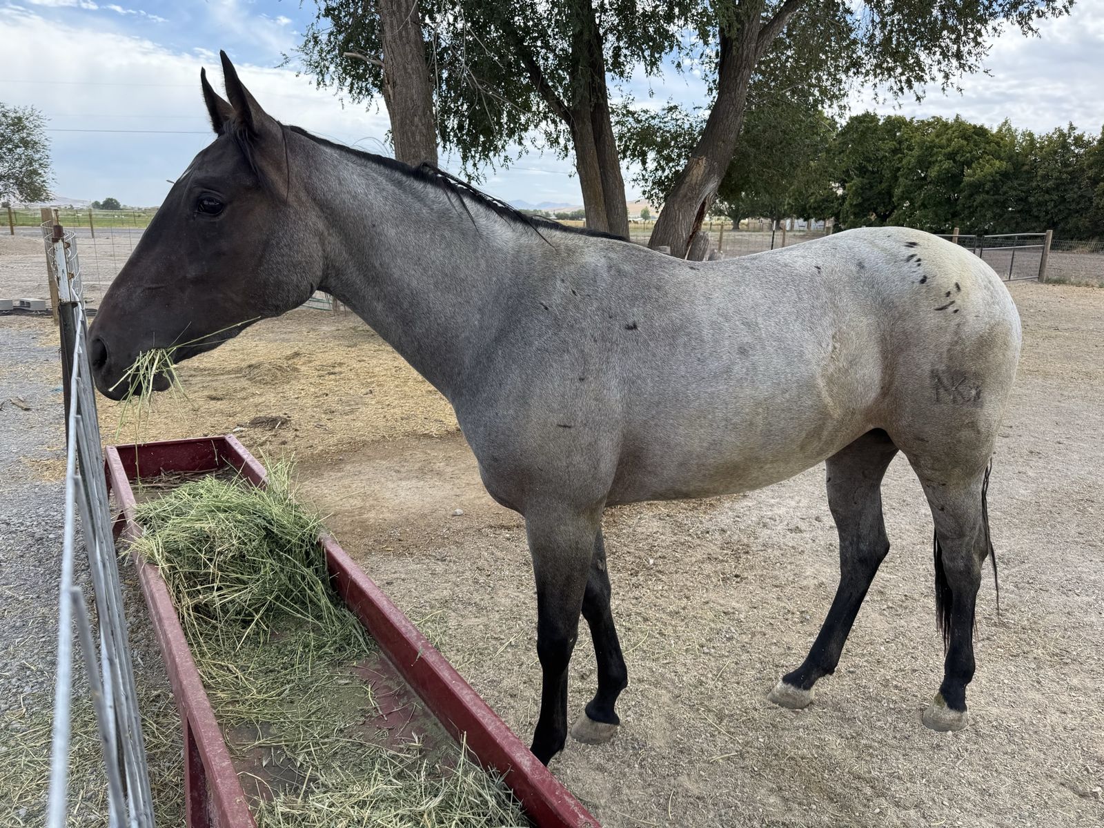 AQHA Bay Roan 3 Yr old Filly  MOVING AND MUST SELL