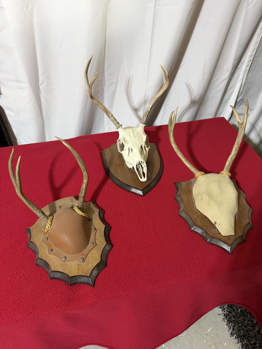 Mounted Deer Antlers & Skull Taxidermy Plaques Set of 3