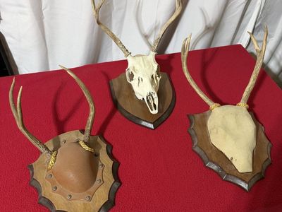 Mounted Deer Antlers & Skull Taxidermy Plaques Set of 3