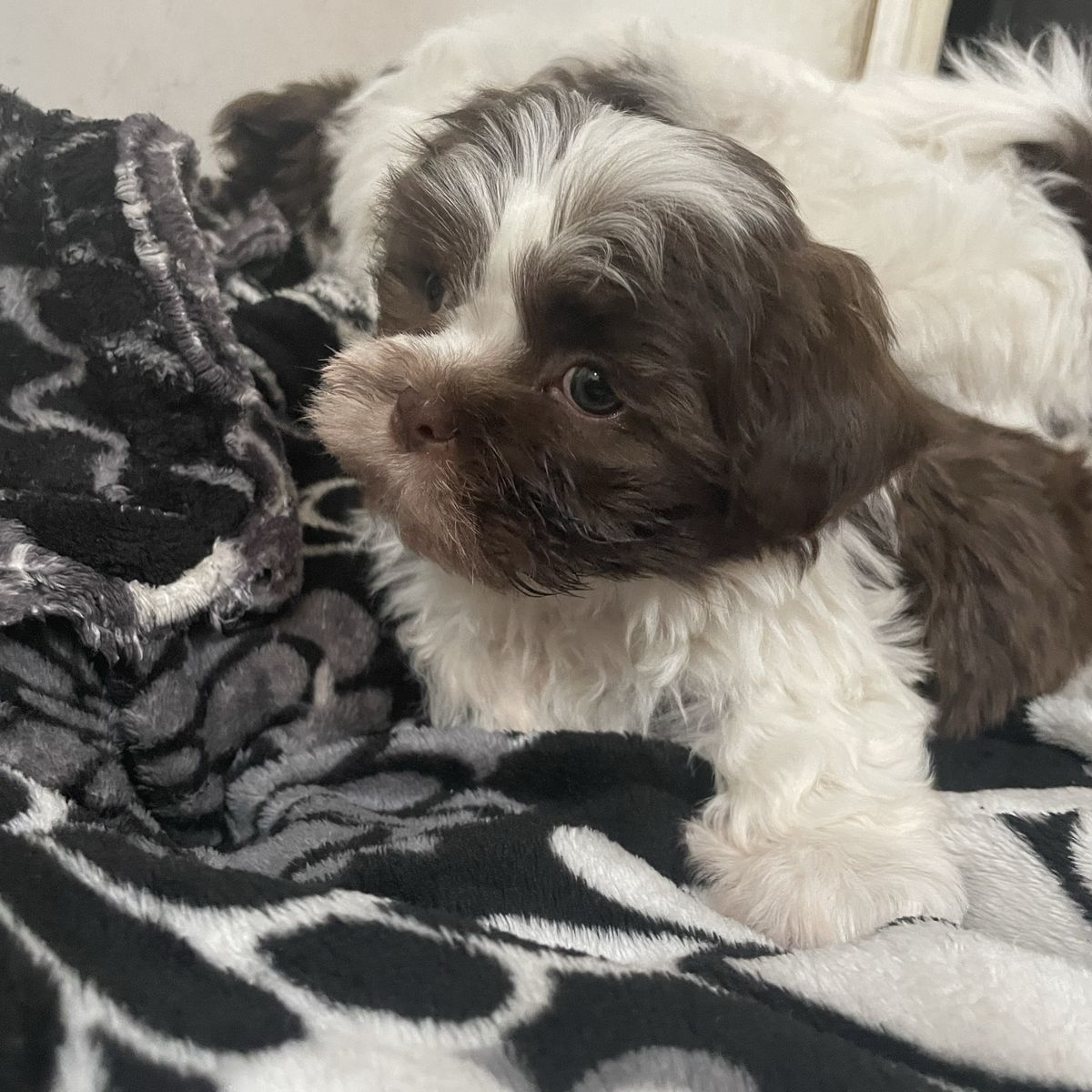 Shih Tzu