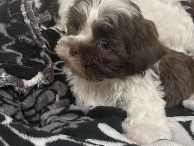 Shih Tzu