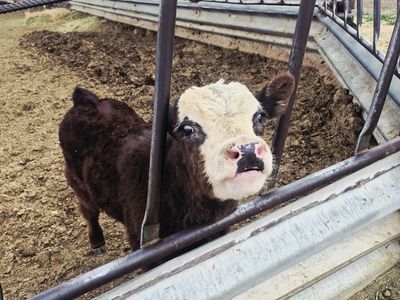 Angus cross calf
