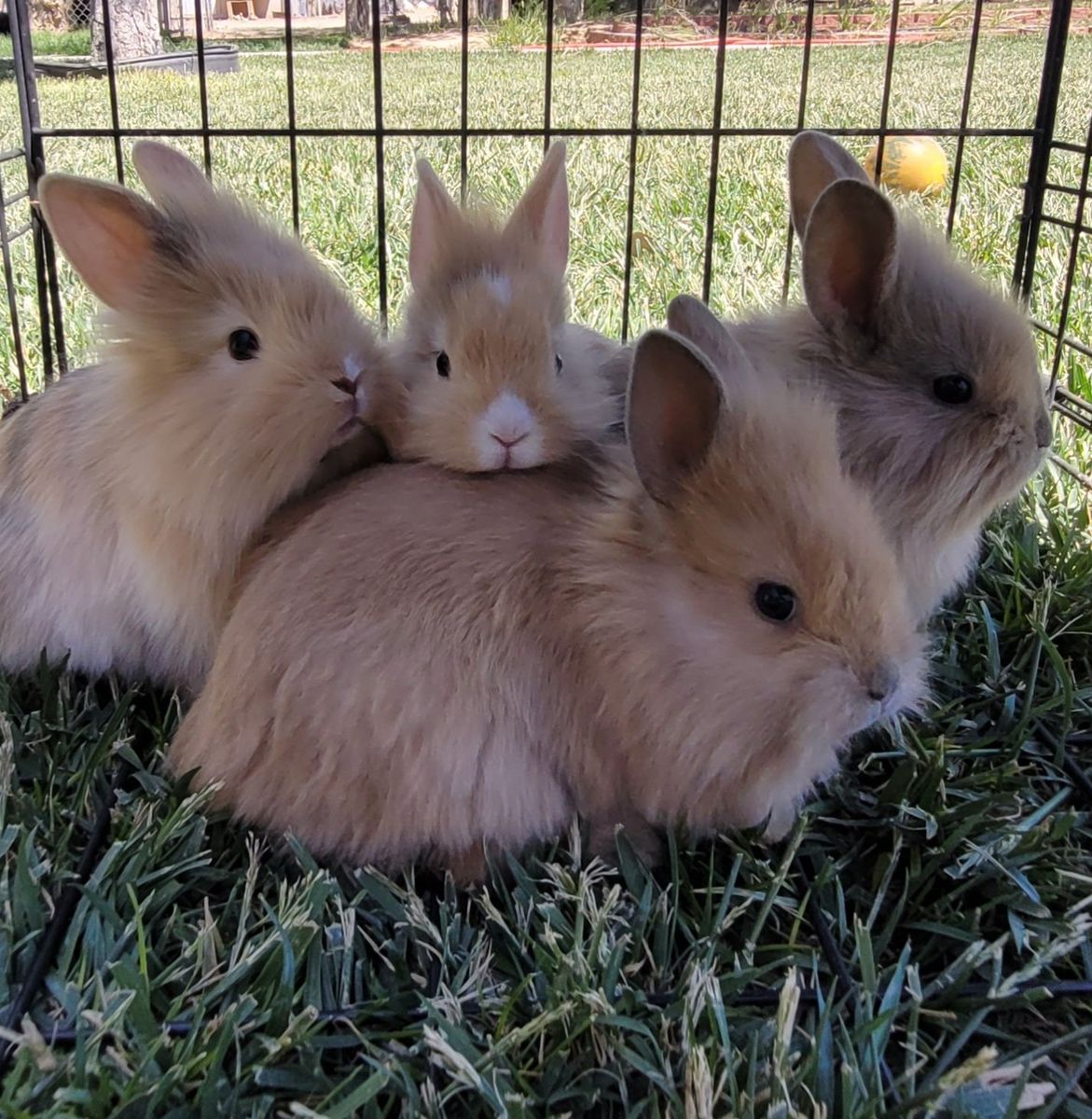 male lion head mix bunnies for sale