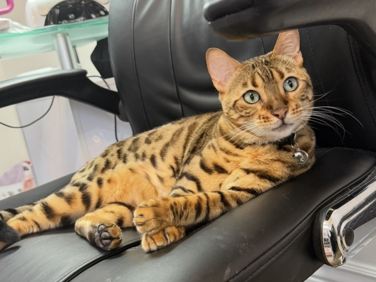 Bengal Female Cat