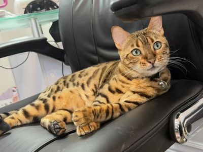 Bengal Female Cat