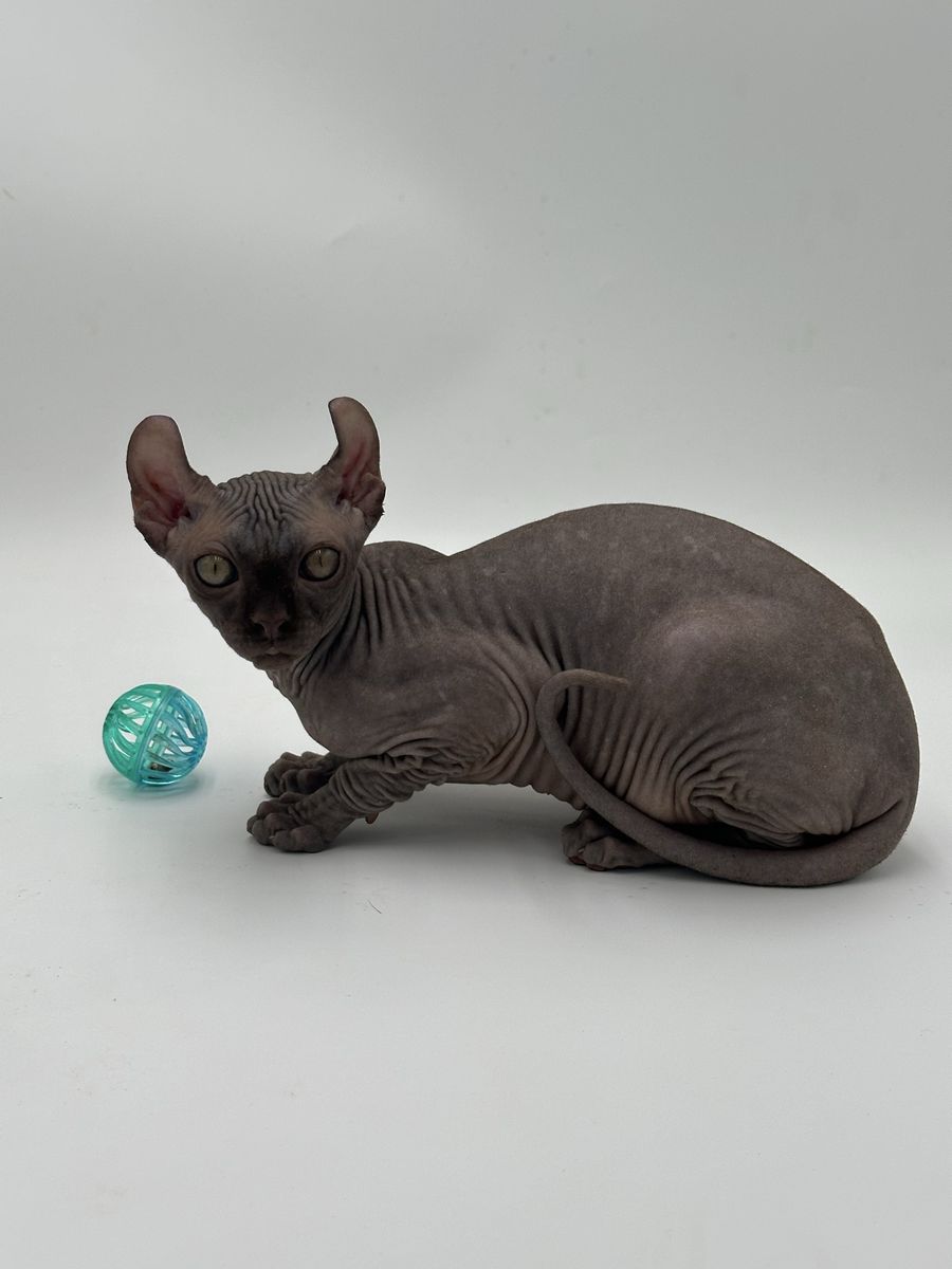 Sphynx and Xolo