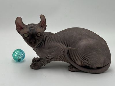 Sphynx and Xolo