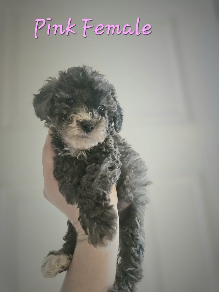 Available! Toy Poodle Mini Poodle Puppies
