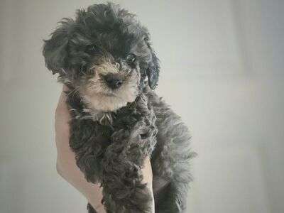 Available! Toy Poodle Mini Poodle Puppies