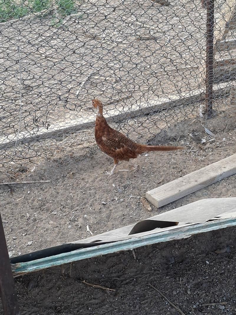 Ring Neck Pheasants
