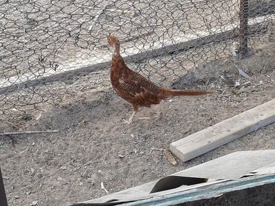Ring Neck Pheasants