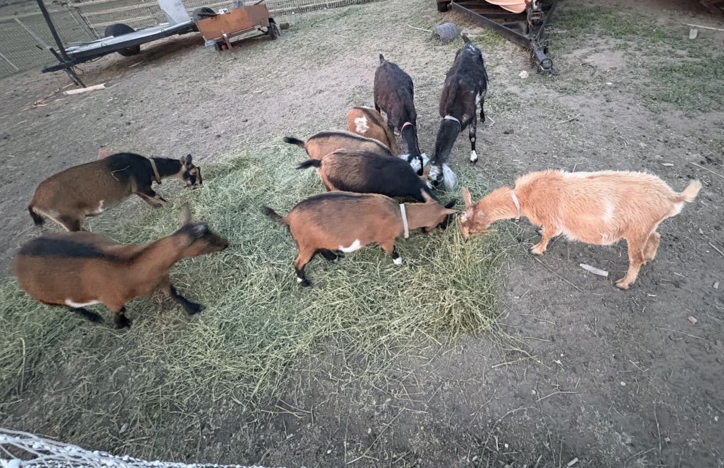 Nigerian Dwarf Herd