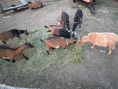 Nigerian Dwarf Herd
