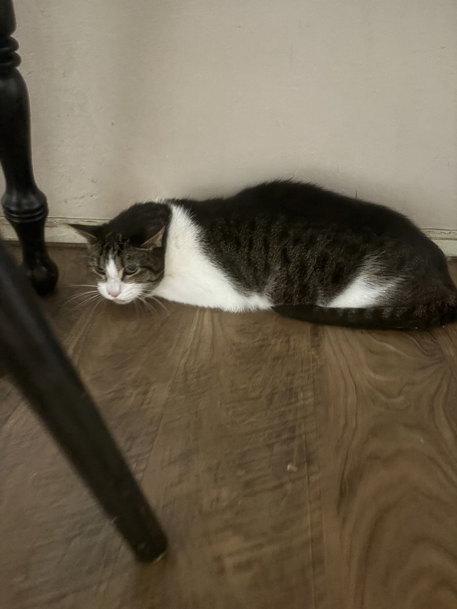 Domestic Short Hair Brown Tabby and White Cat