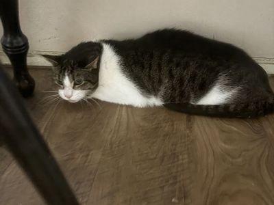 Domestic Short Hair Brown Tabby and White Cat