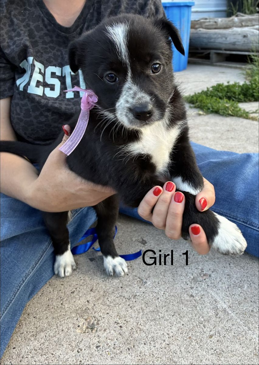 Idaho shag border collie cross ready for their new home