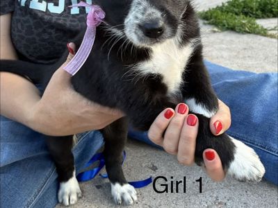 Idaho shag border collie cross ready for their new home