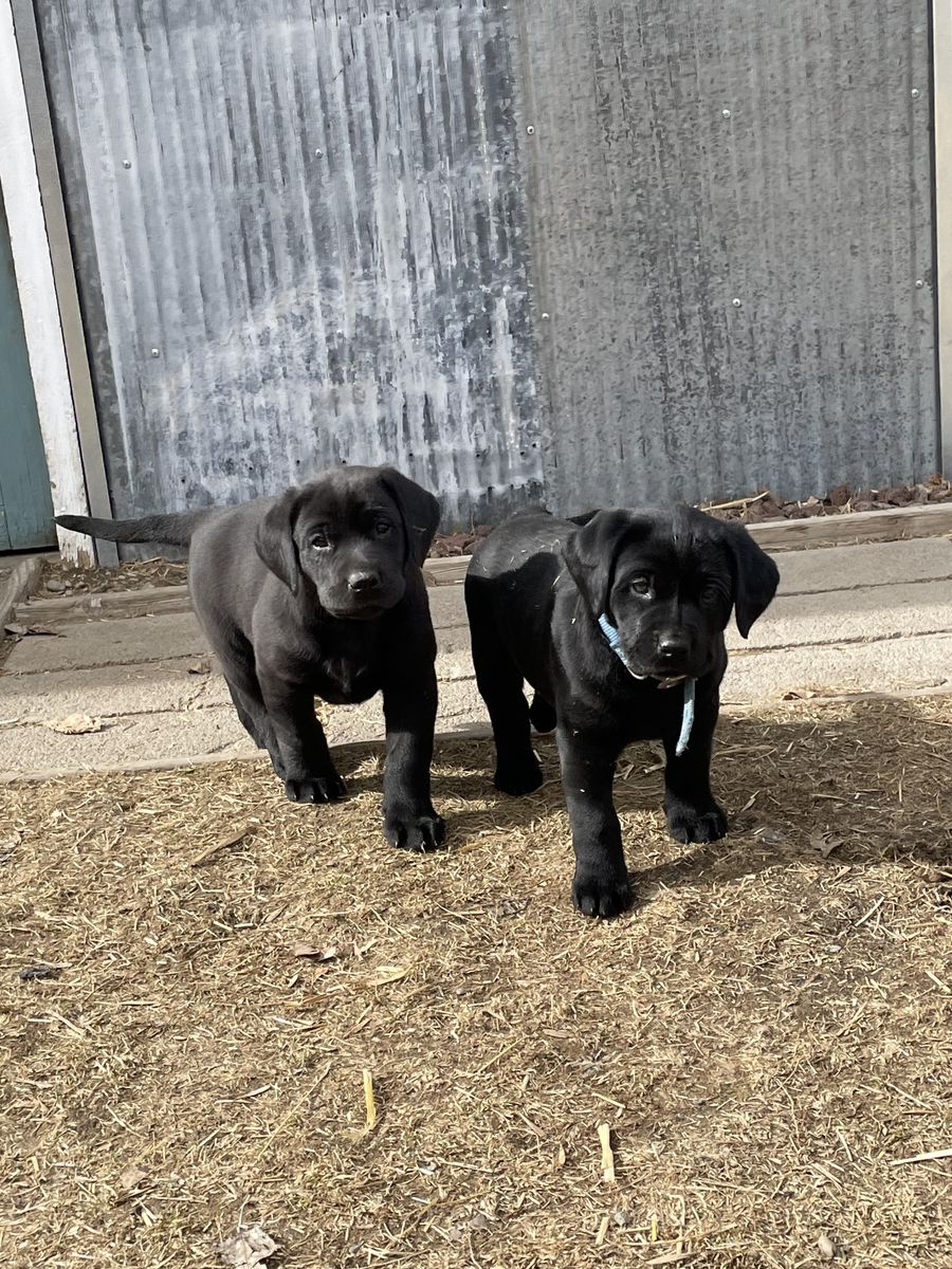 AKC Lab / Labrador retriever puppies