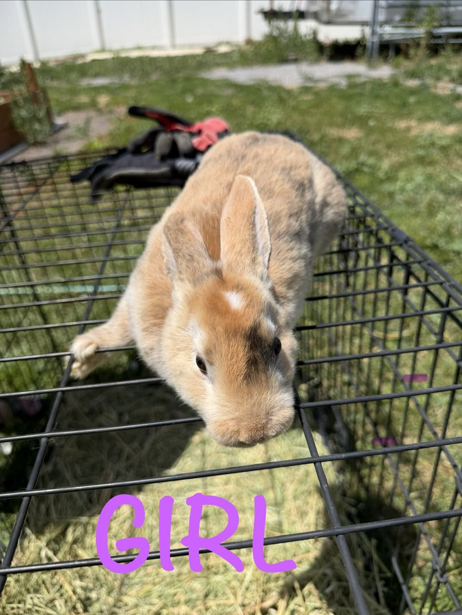 Rex Rabbits