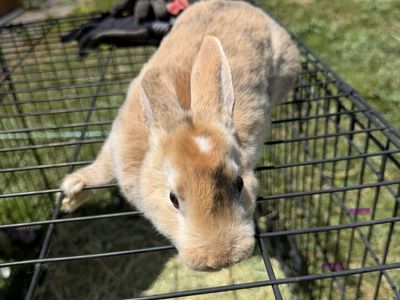 Rex Rabbits