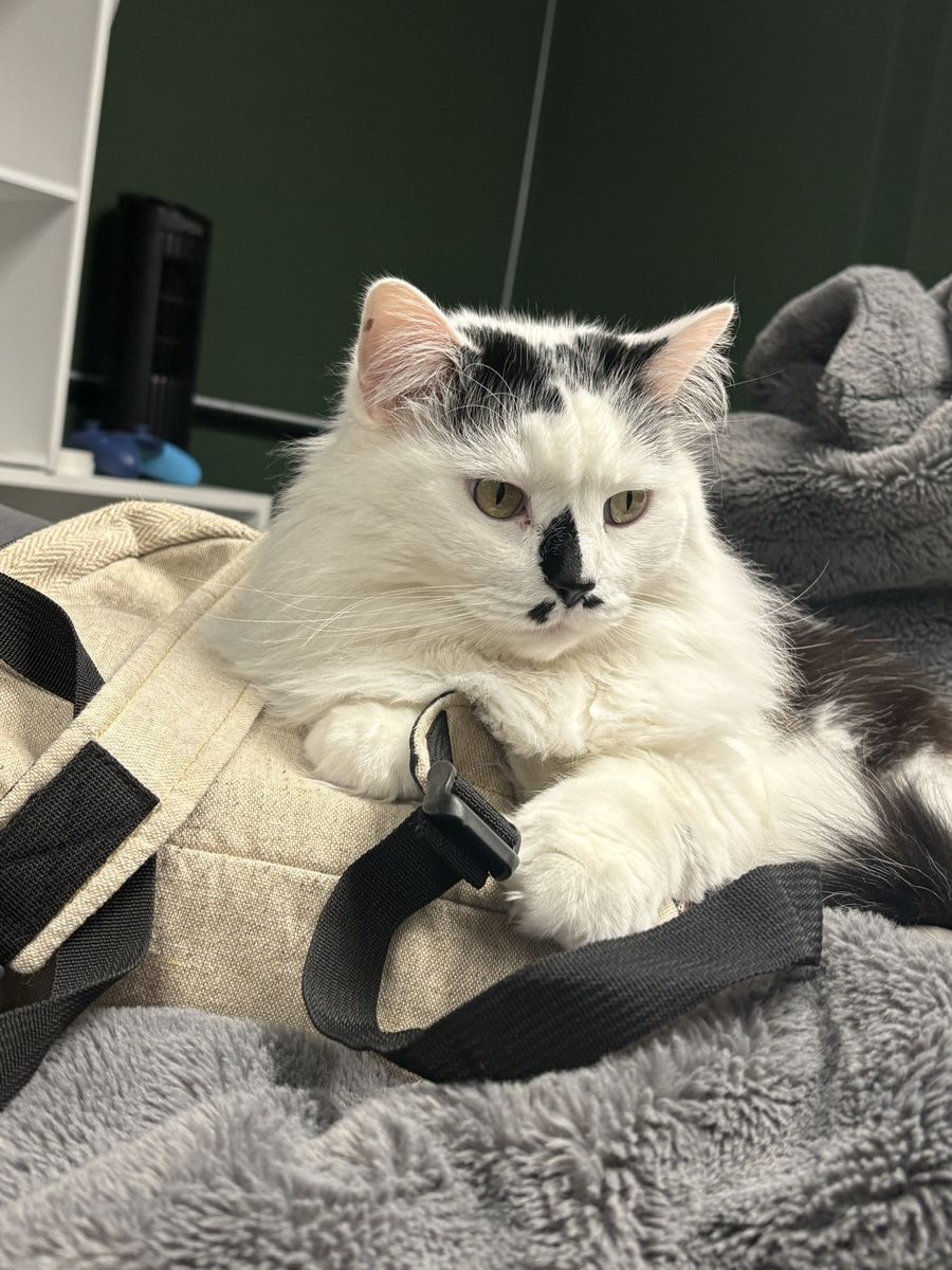 Biscuits - Domestic Longhair Cat for Sale - White with Black Markings
