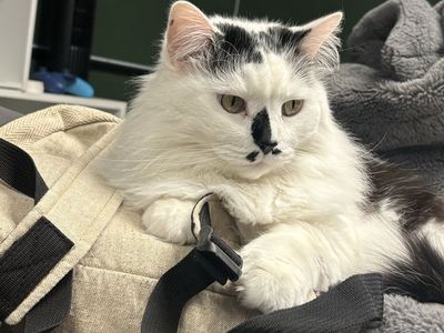 Biscuits - Domestic Longhair Cat for Sale - White with Black Markings