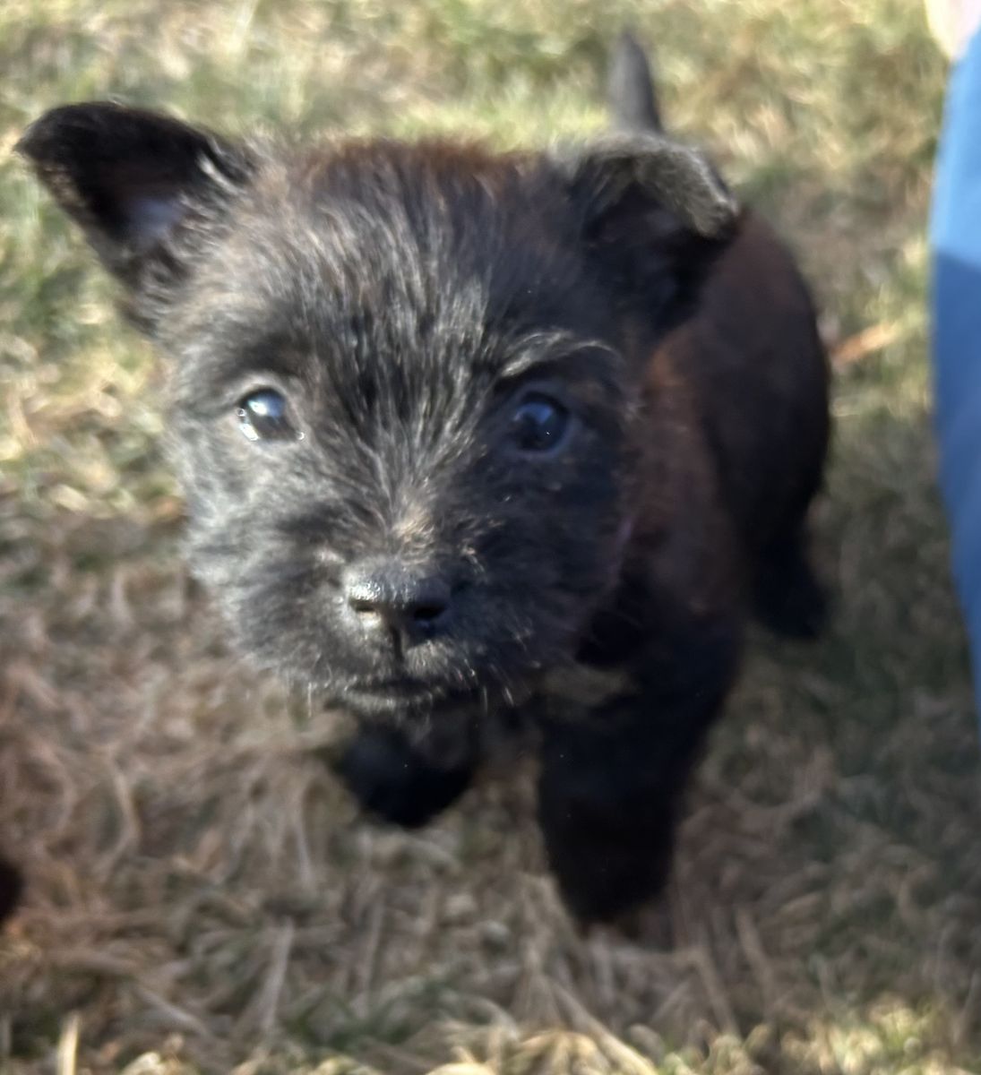 Cairn Terrier Puppy (Toto)