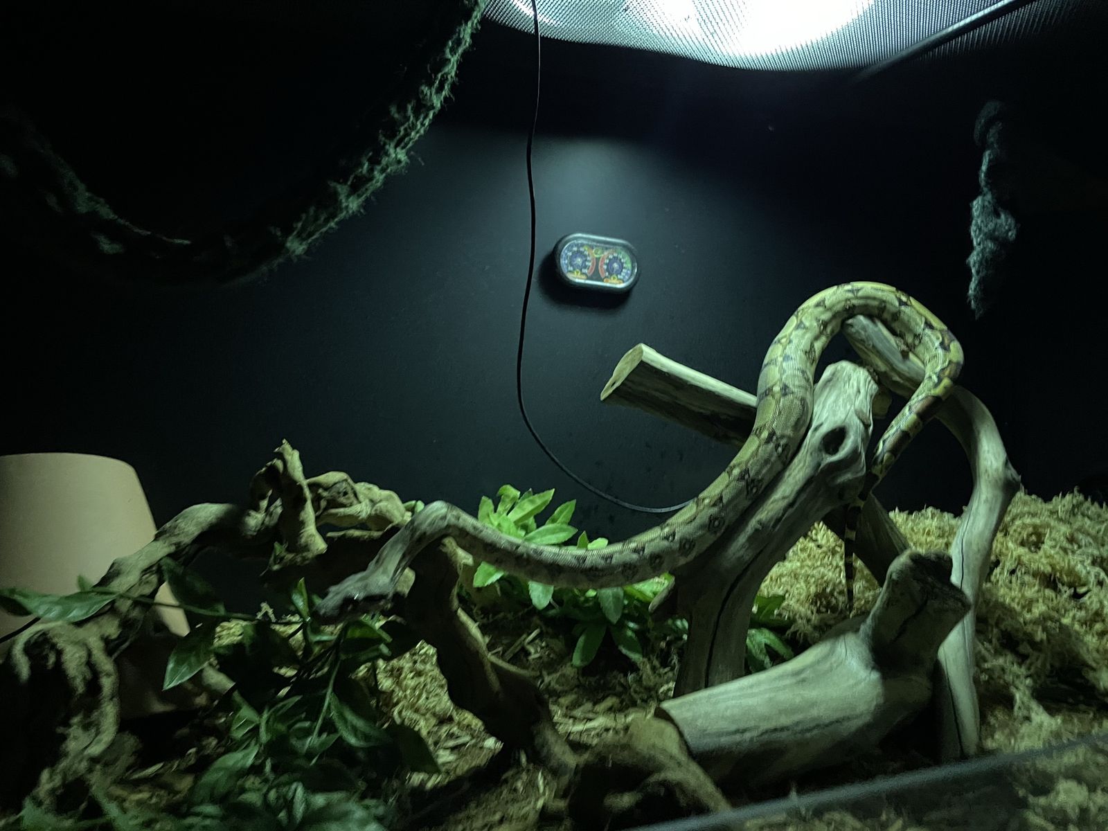 Red-tailed boa constrictor 