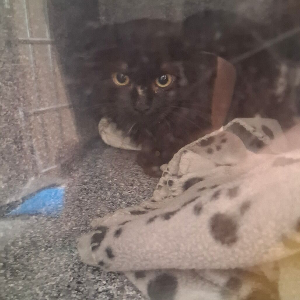 Hello my name is Trix