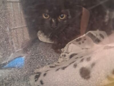 Hello my name is Trix