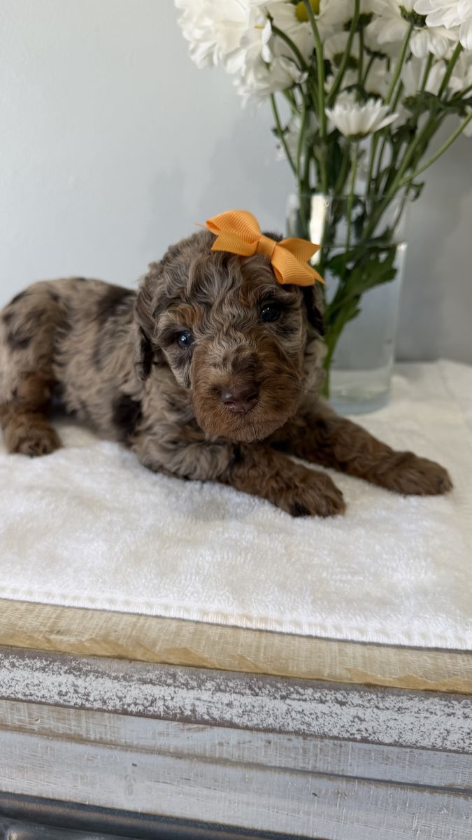 Mini Bernedoodle Bernadoodle litter