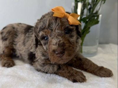 Mini Bernedoodle Bernadoodle litter