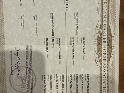 6 yr old versatile mare