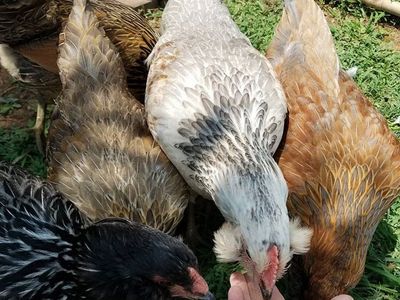 Ameraucana pullets