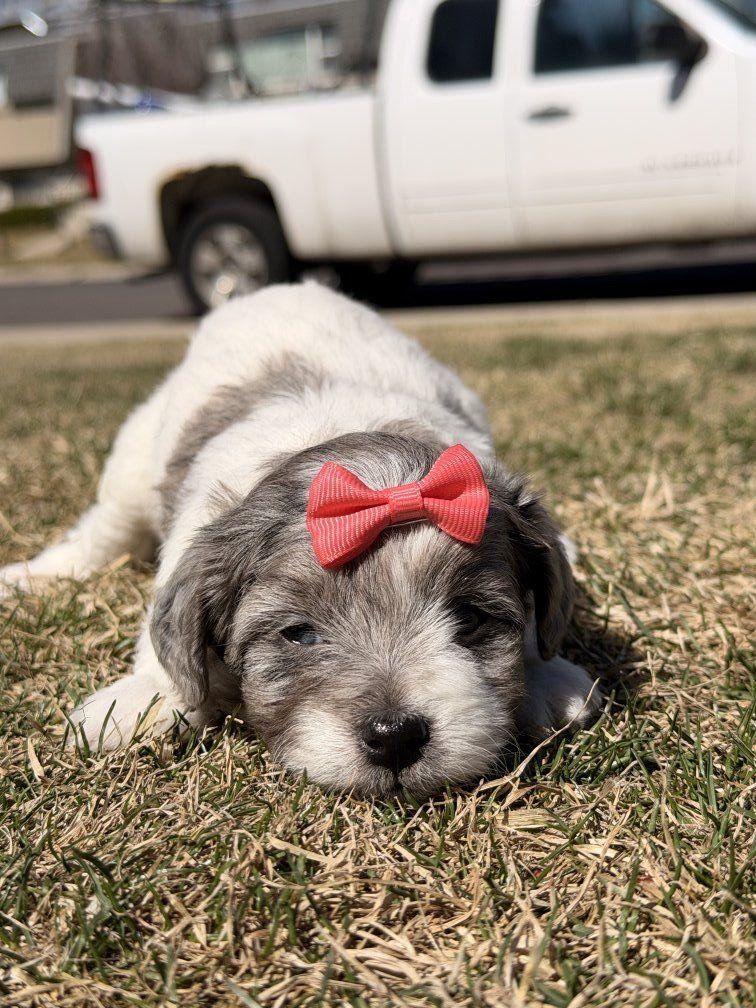 ️ “Fluffy Trio Ready for Loving Homes