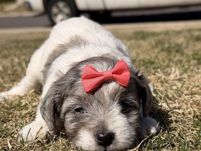 ️ “Fluffy Trio Ready for Loving Homes