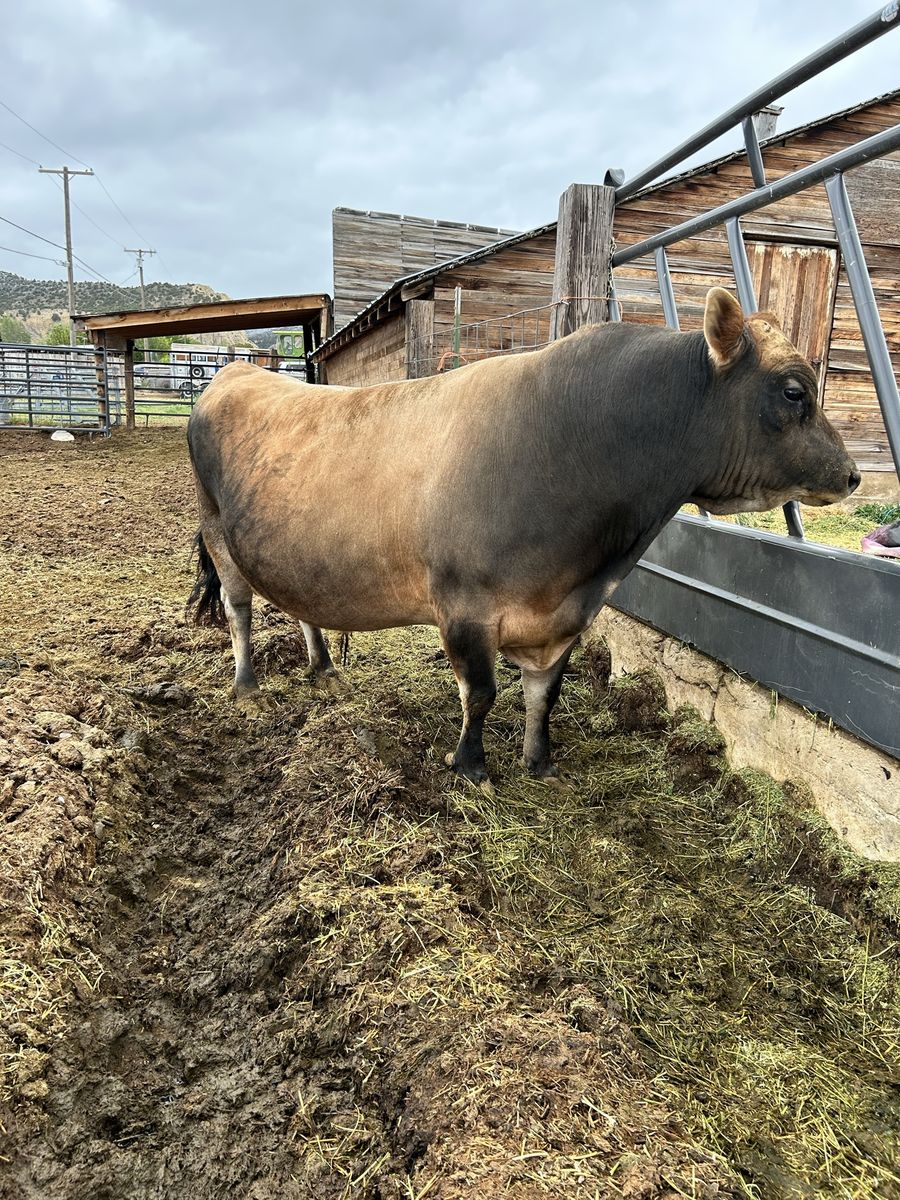Registered with papers Mini Jersey Bull  A2-A2,  Pulled.