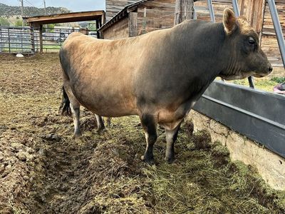 Registered with papers Mini Jersey Bull A2-A2, Pulled.