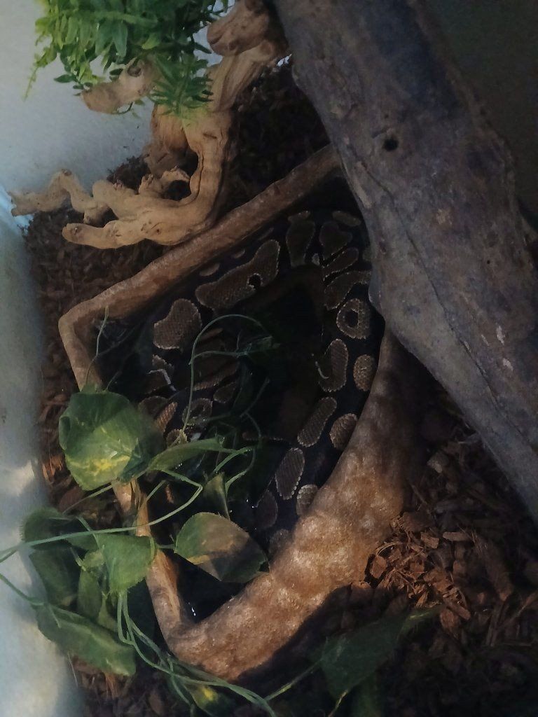 Bella Boo Ball Python 