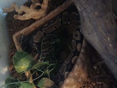 Bella Boo Ball Python
