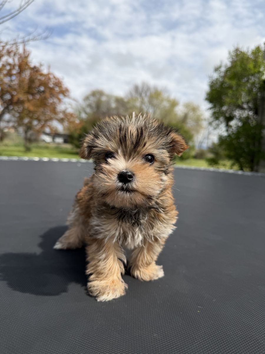 Cute little Yorkie puppy yorkies