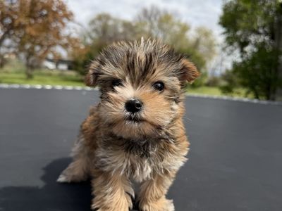 Cute little Yorkie puppy yorkies