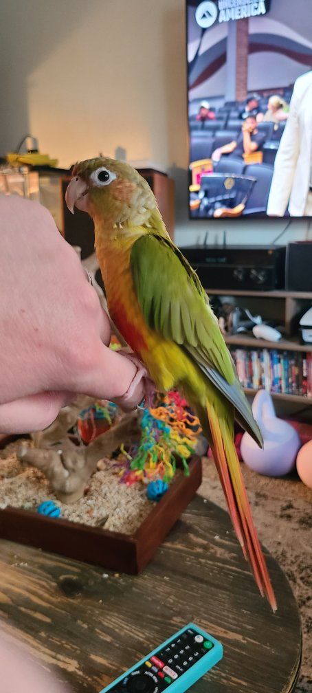 Lost Conure