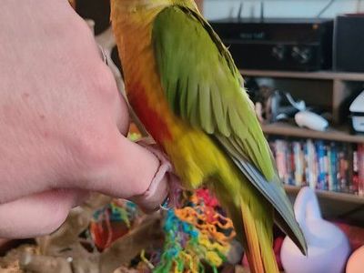 Lost Conure