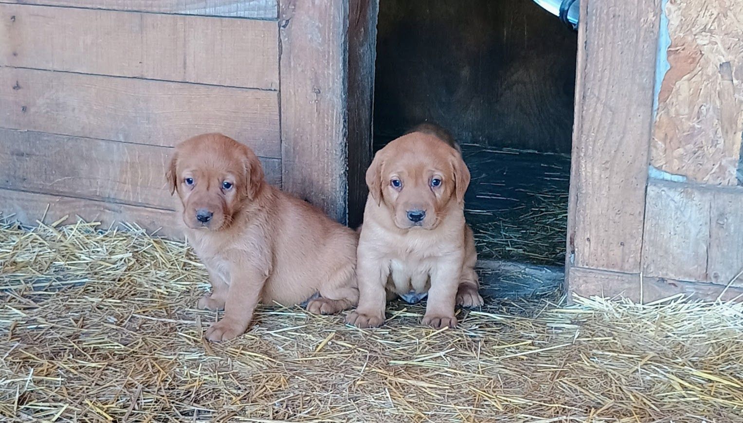 Purebred Fox Red Lab Labrador Retriever Puppies