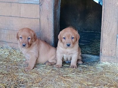Purebred Fox Red Lab Labrador Retriever Puppies