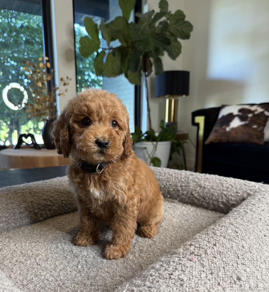 Darling Kennel Trained Mini Goldendoodle Puppies