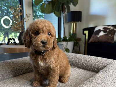 Darling Kennel Trained Mini Goldendoodle Puppies