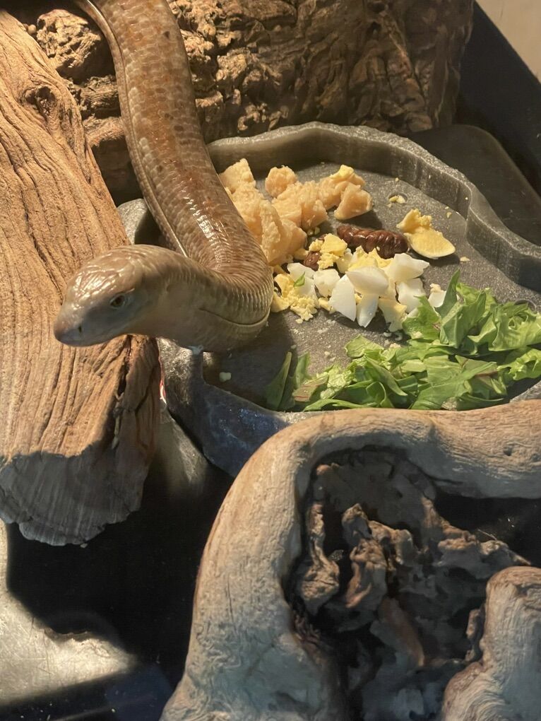 Sheltopusik/Legless Lizard